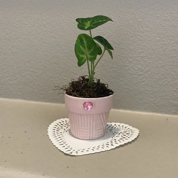 Syngonium Neon "Pink Allusion"- Starter Plant